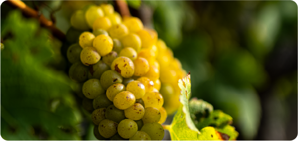 mimik-mobile-slide-2_1